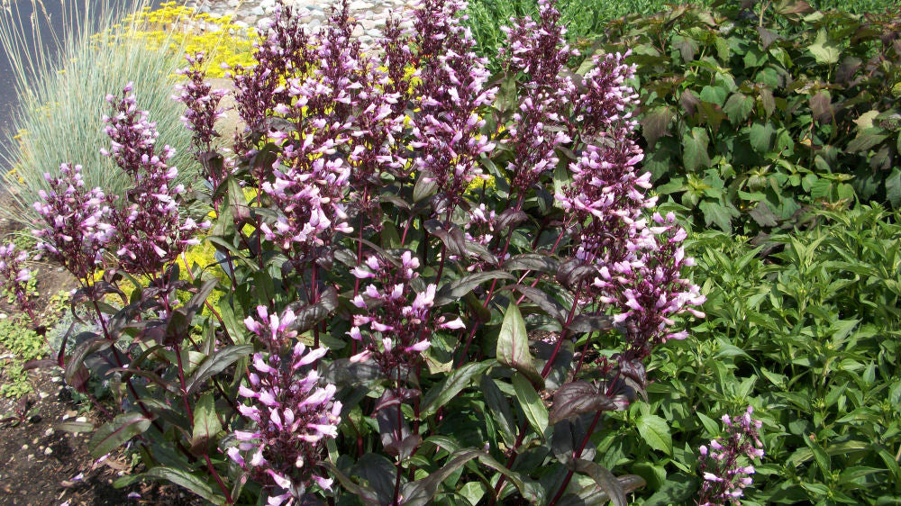 penstemon dark towers land.jpg