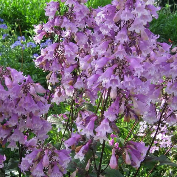 penstemon_pocohantas.jpg.png