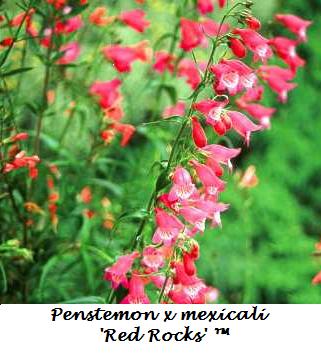 penstemon_red_rocks[1].jpg