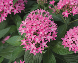 pentas%20pink[1].jpg