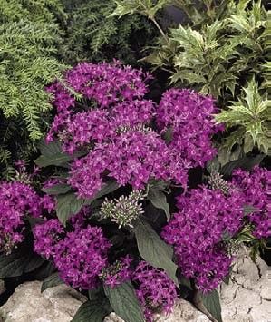 pentas%20violet[1].jpg