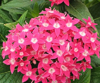 pentas_deep_rose.jpg