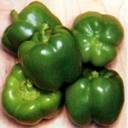 pepper%20california%20wonder[1].jpg