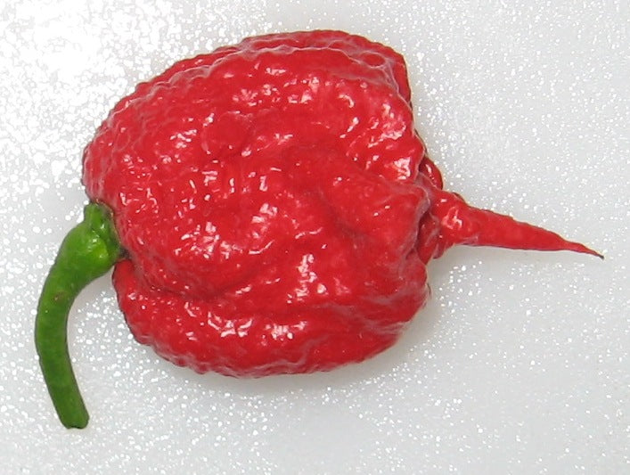 pepper_carolina_reaper.jpg
