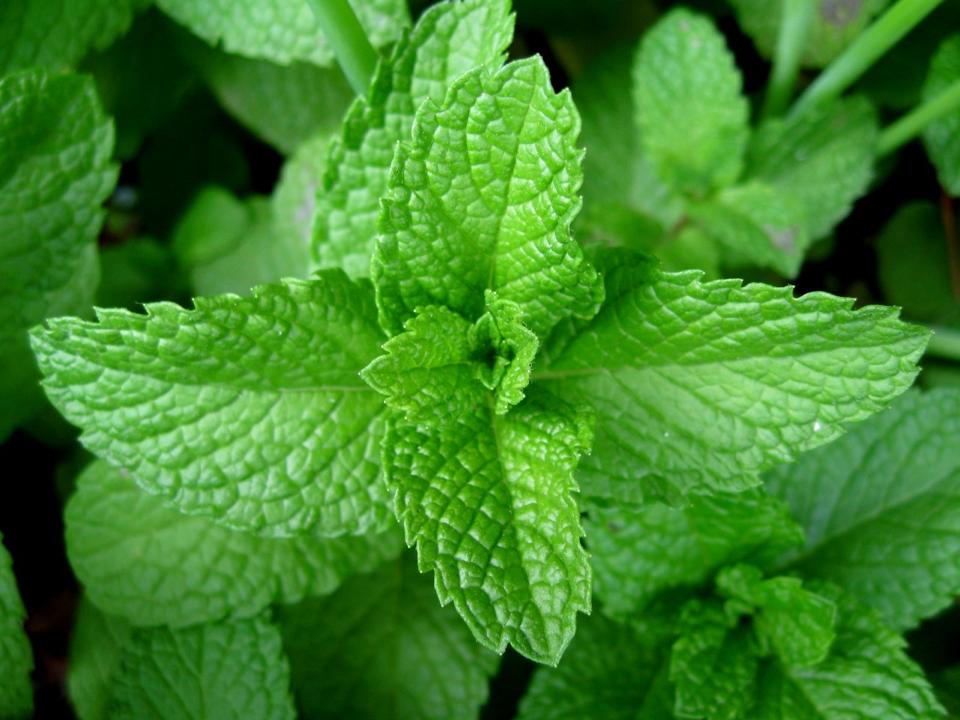 peppermint[1].jpg