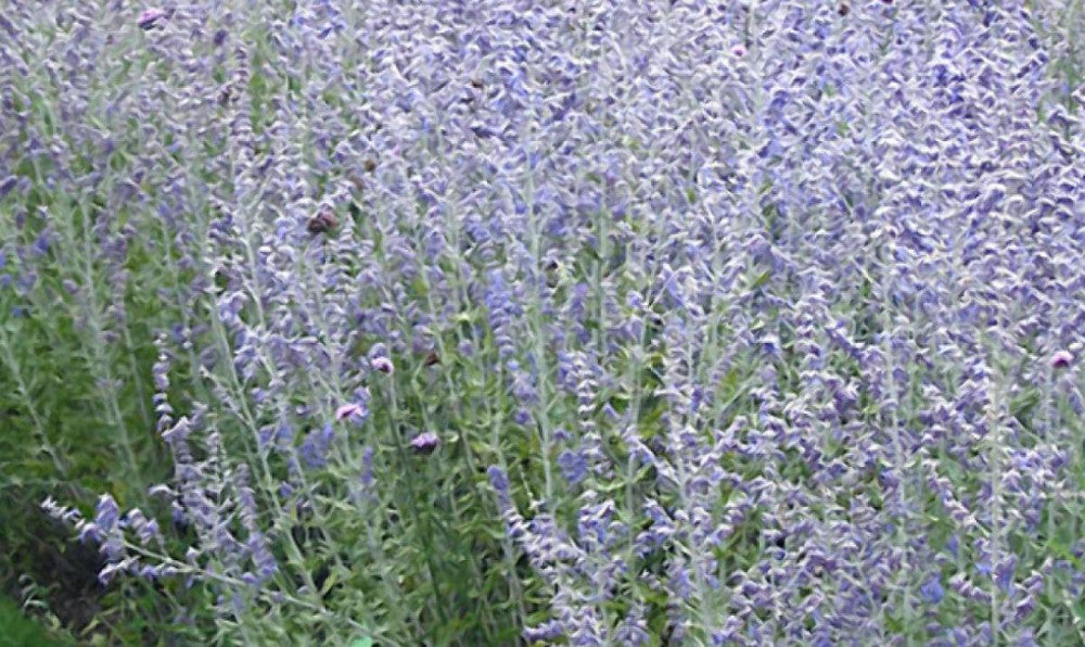 perovskia_blue_jean_baby.jpg