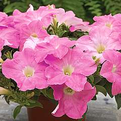 petunia%20ramblin%20shade%20of%20pink[1].jpg