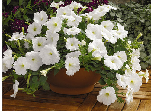 petunia%20ramblin%20white[1].jpg