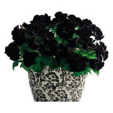 petunia_black_magic[1].jpg
