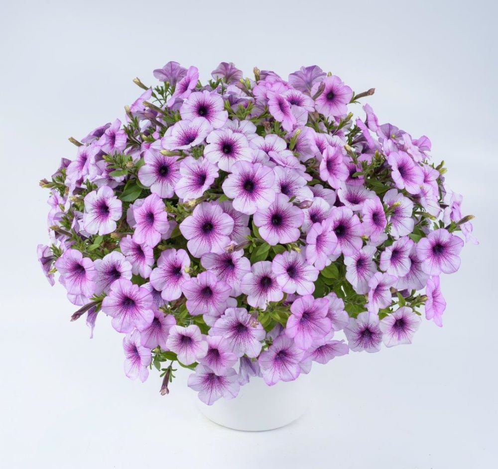 petunia_capella_purple_veins.jpg