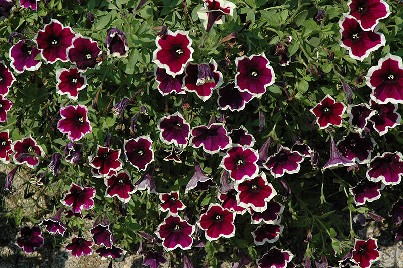 petunia_cascadia_rim_magenta[1].jpg