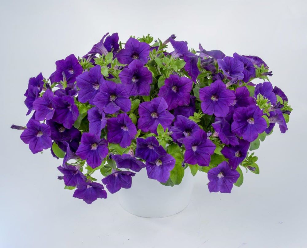 petunia_cascadias_blue_omri.jpg