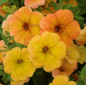 petunia_cascadias_indian_summer.jpg