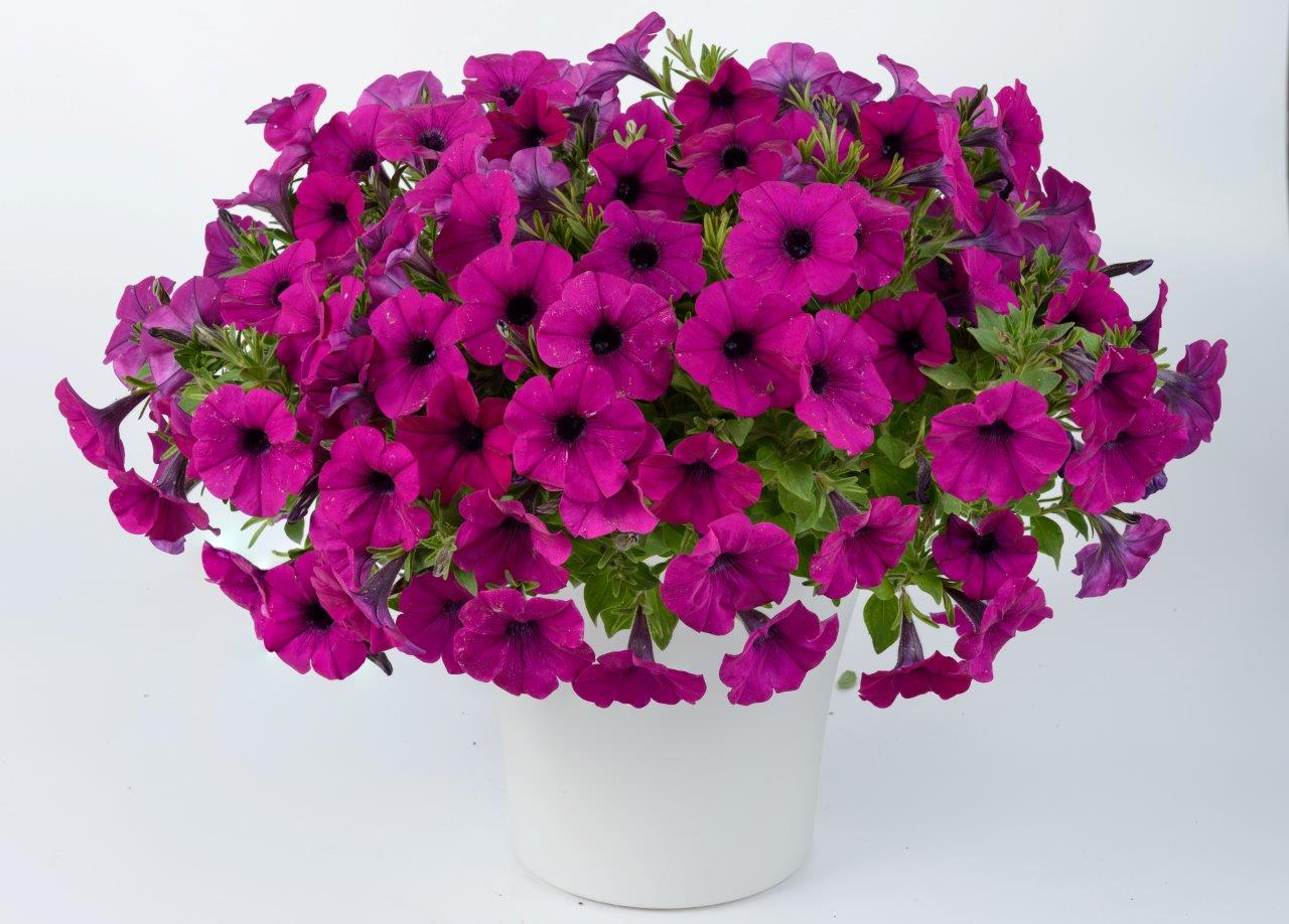 petunia_cascadias_passion.jpg
