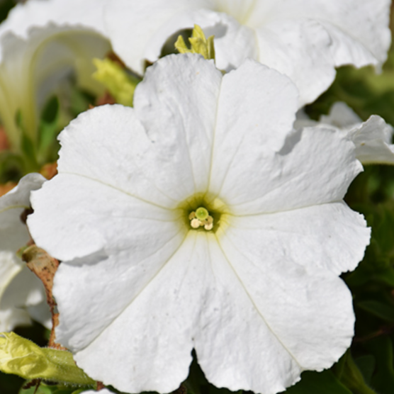 petunia_grand_white.png