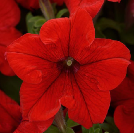 petunia_pretty_grand.png