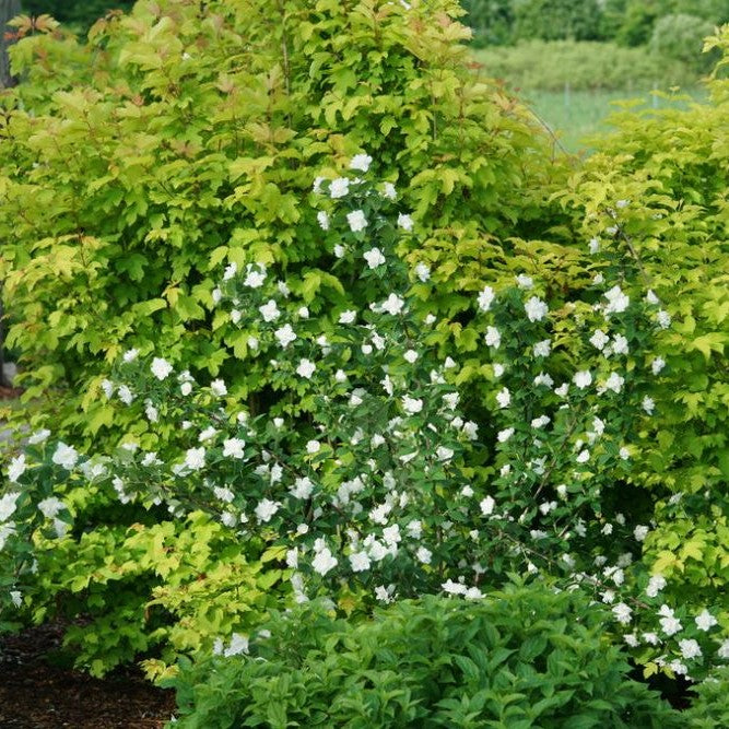 philadelphus-illuminati-arch.JPG