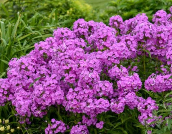 phlox-early_flamingo.JPG
