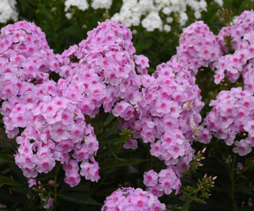 phlox-p_luminary_opalescence.png