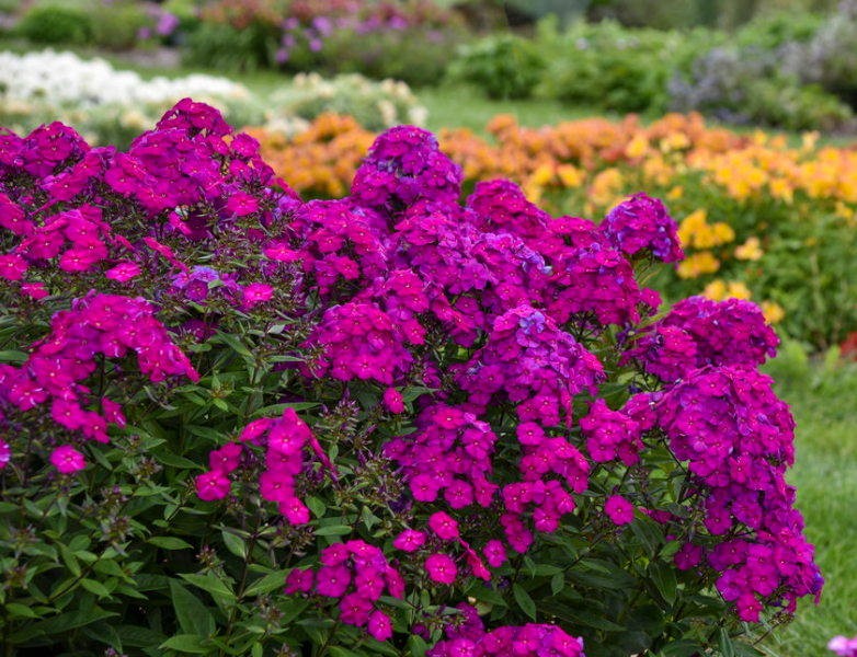phlox-p_luminary_ultraviolet.png