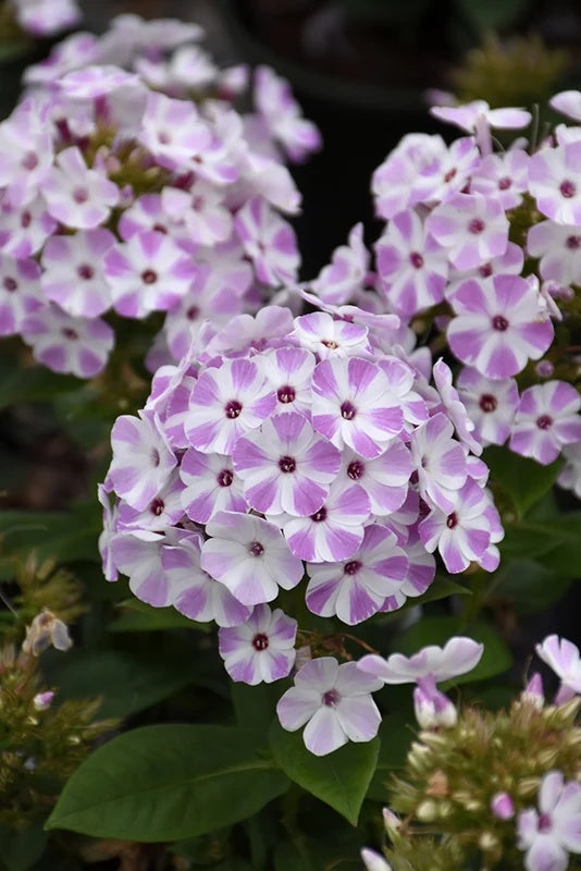phlox-pan-flame-lilac-star-ccnetsp.jpg