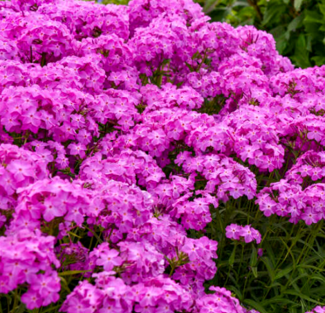 phlox-pan_opening_act_ultrapink.png