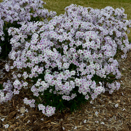 phlox_14-24-1_apj17_7 pink a dot.jpg