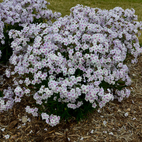 phlox_14-24-1_apj17_7 pink a dot.jpg