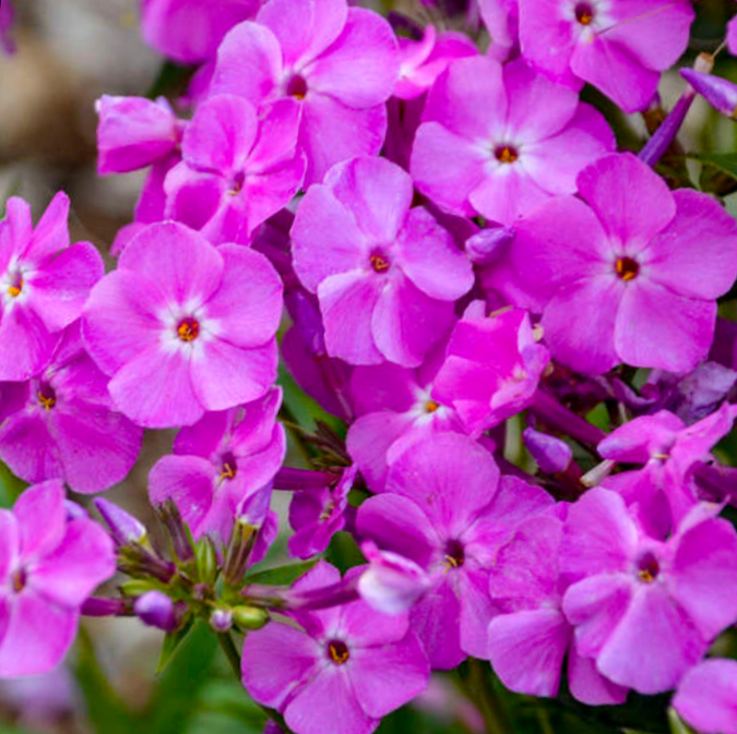 phlox_baby_doll_pink_.jpg