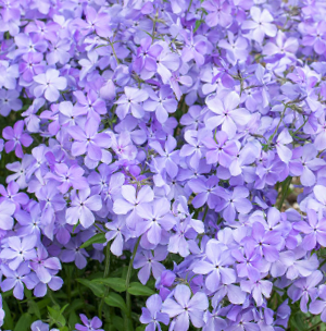 phlox_blue_moon.png