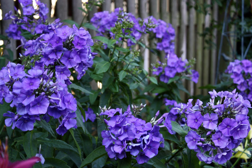 phlox_blue_paradise_small.jpg
