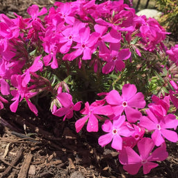 phlox_drummonds_pink_.jpg