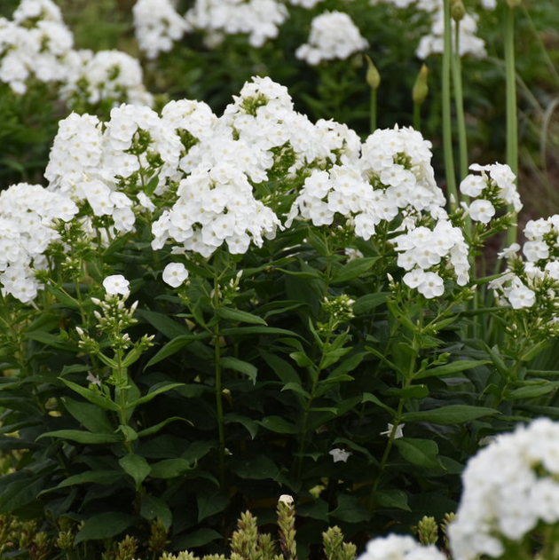 phlox_luminary_backlight_.jpg