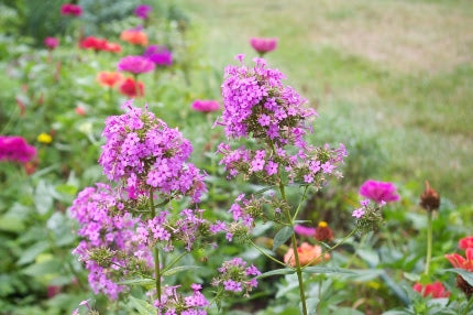phlox_pan_jeana[1].jpg