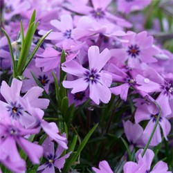 phlox_purple_beauty[1].jpg