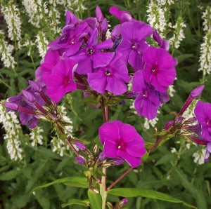 phlox_purple_flame[1].jpg