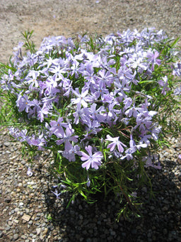 phlox sub emerald blue.jpg