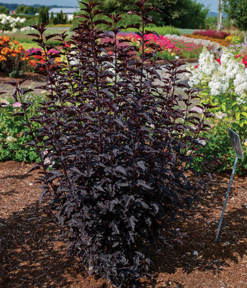 physocarpus panther.png
