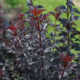 physocarpus_summer_wine_black.png