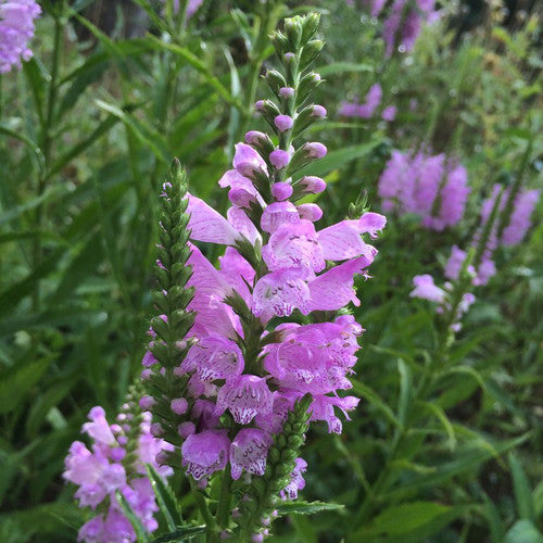 physostegia_pink_manners[1].jpg