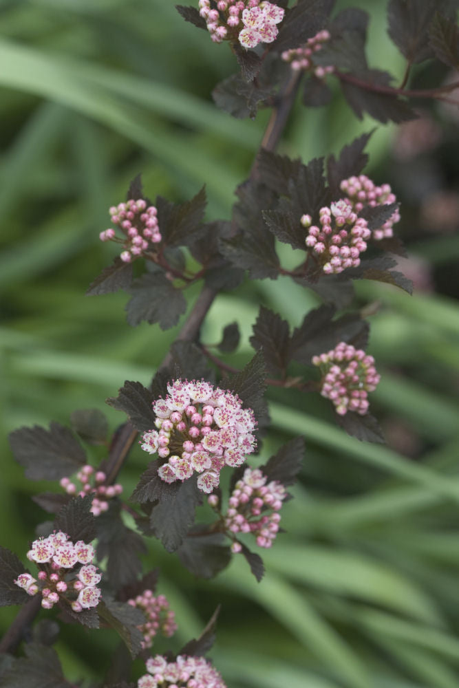 physummerwine8091_0607.jpg