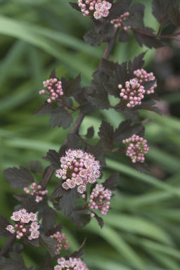 physummerwine8091_0607.jpg