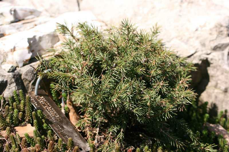 picea-glauca-echiniformis-ccmb.jpg