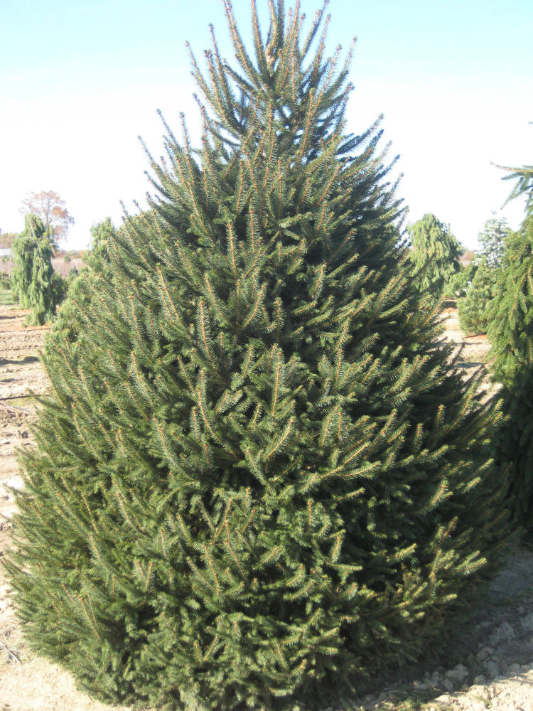 picea abies.jpg