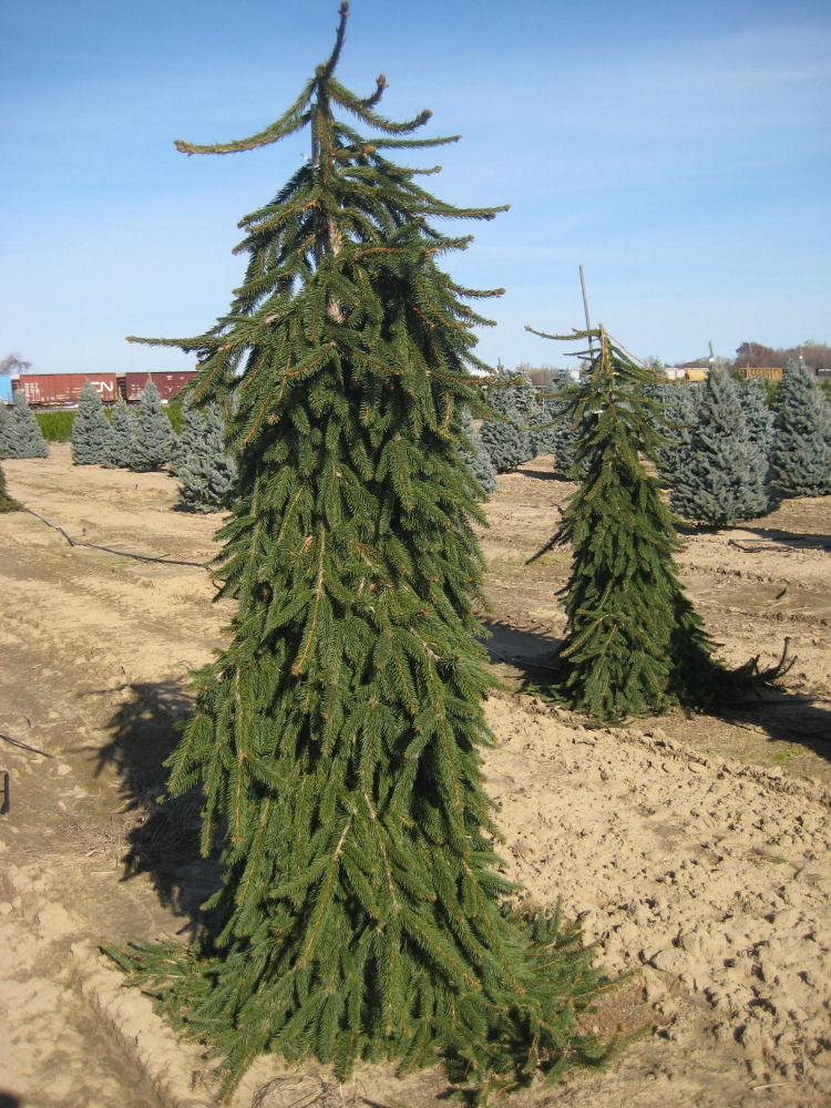 picea abies pendula 11-6-09 260.jpg