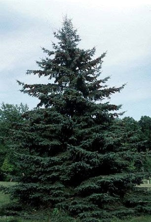 picea_glauca_densata[1].jpg