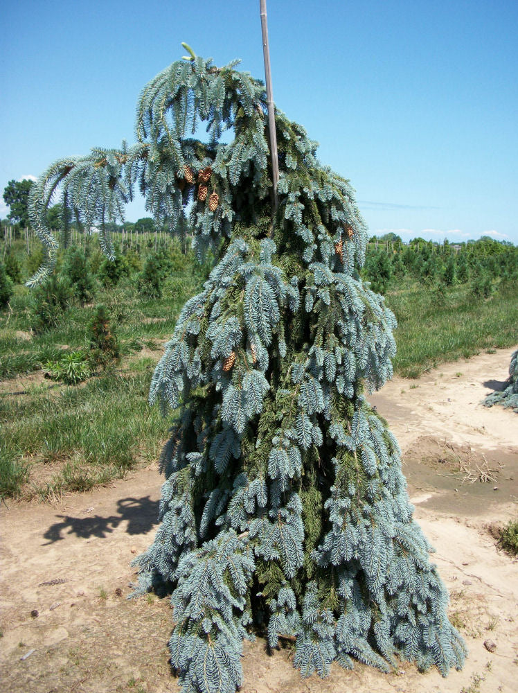 picea glauca pendula.jpg