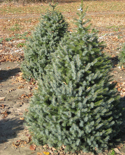 picea omorika b11-6-09 033.jpg