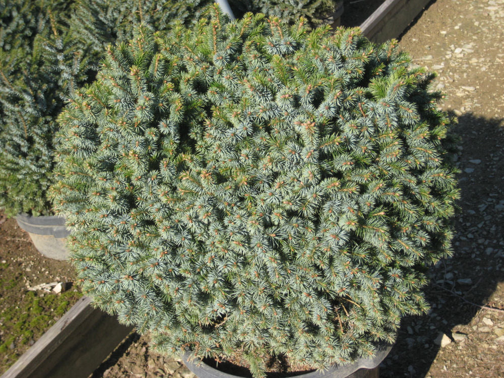 picea omorika nana 11-6-09 186.jpg