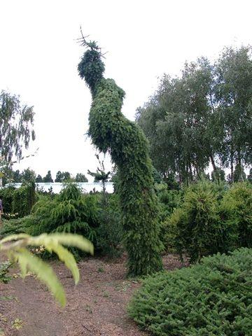 picea_omorika_pendula_bruns[1].jpg